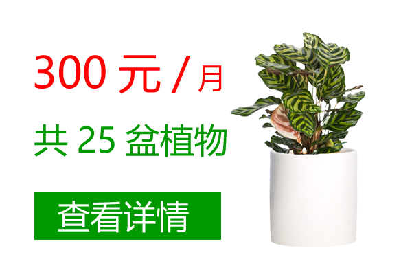 300元10盆套餐